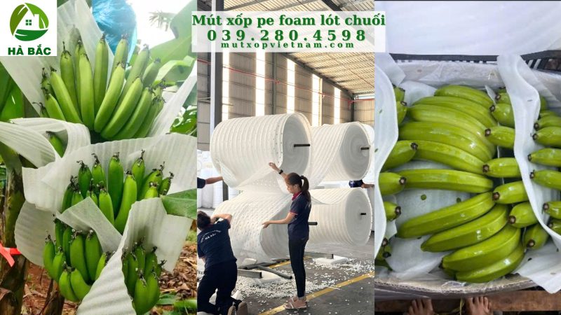 Tấm Mút Xốp Lót Chuối Ở Phú Giáo