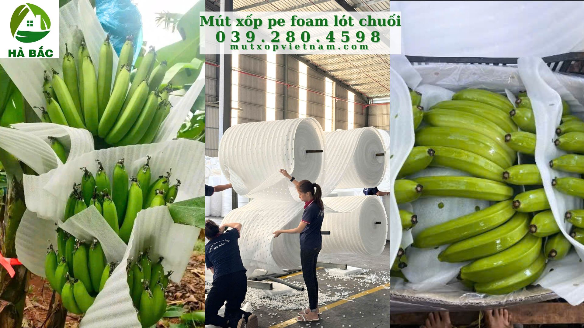 Tấm Mút Xốp Lót Chuối Ở Phú Giáo