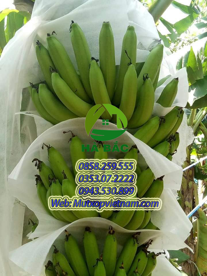 tấm xốp chèn nải trên cây