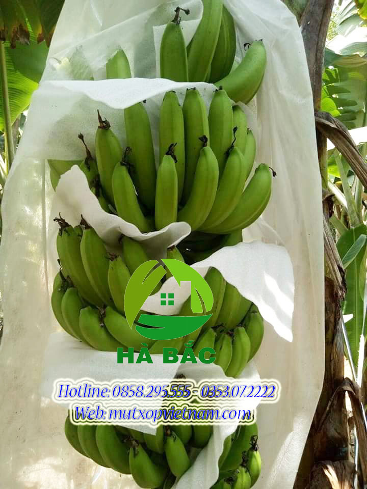 mút xốp chèn buồng