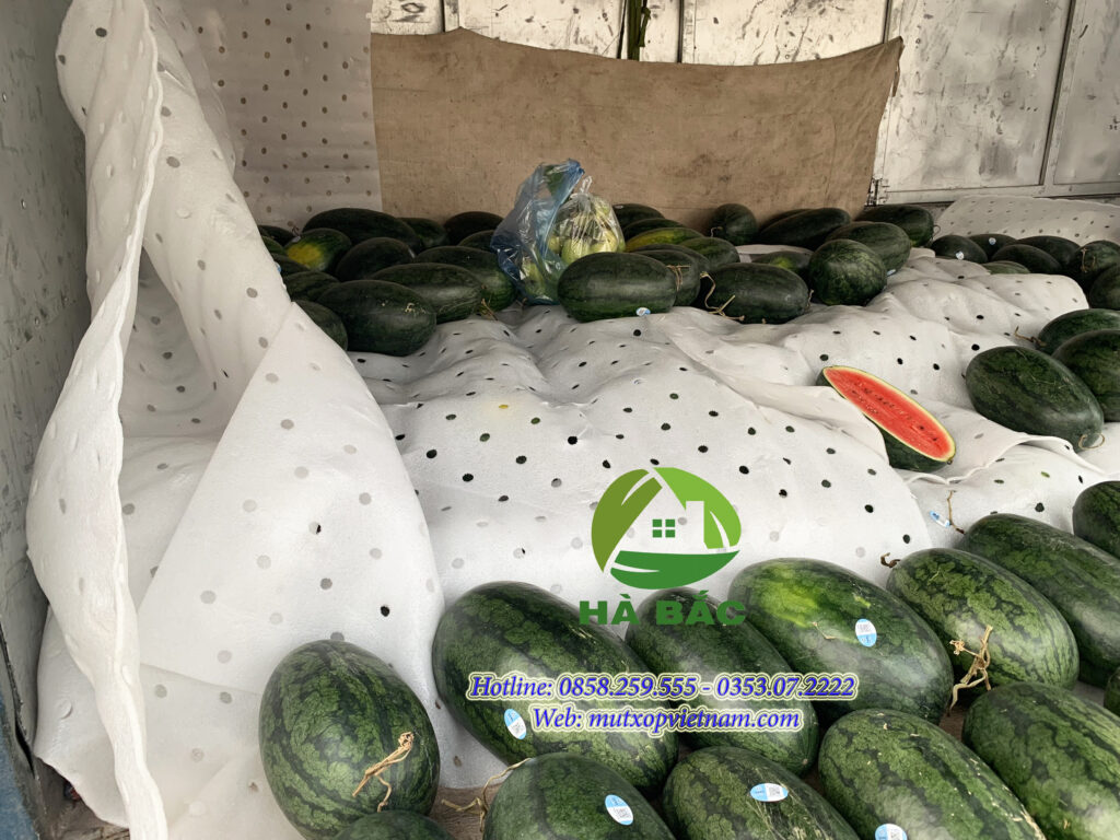 Mút Xốp Lót Dưa Hấu Ở Bình Định