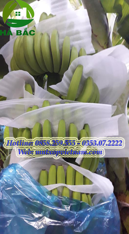 xốp chèn nải chuối