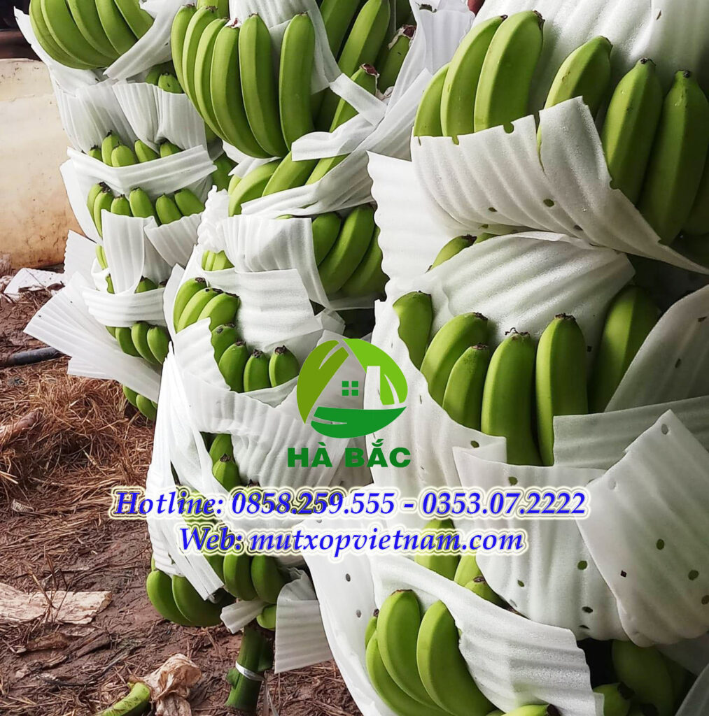 tấm xốp chèn buồng chuối