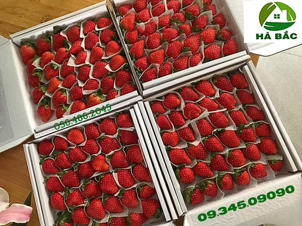 Xốp lót trái cây giá sỉ miền nam