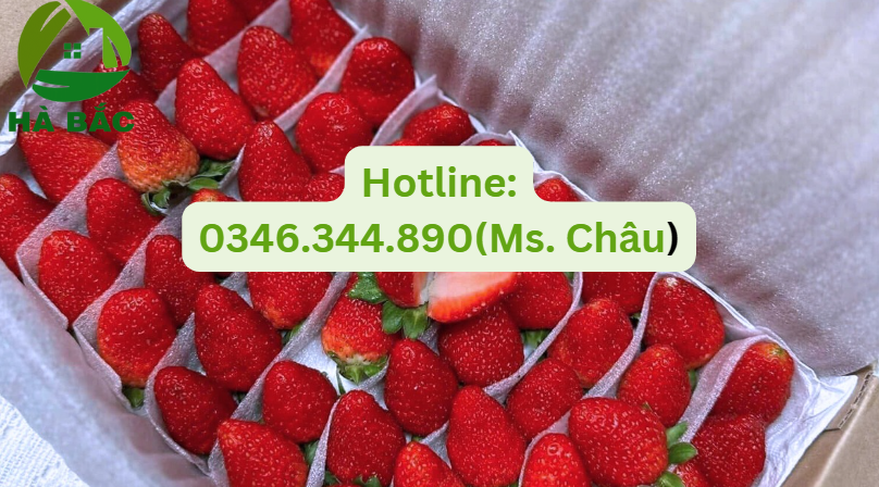 cuộn mút xốp pe foam 0.5mm giá rẻ tại xưởng