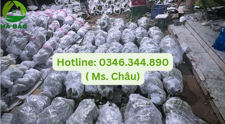 màng foam bọc chuối tại Bình Định