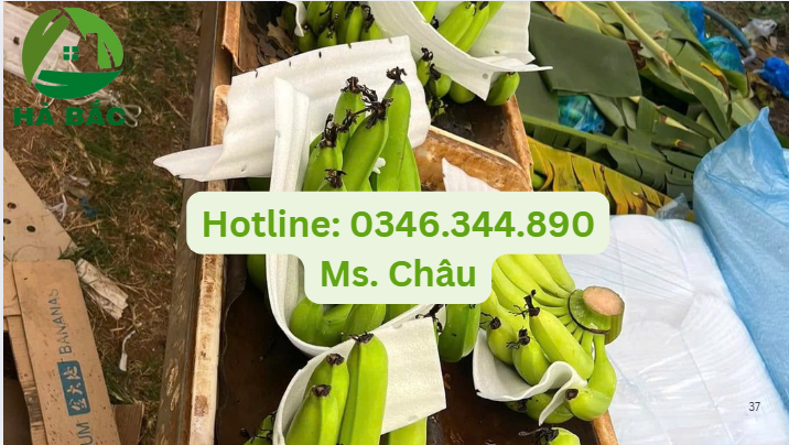 màng foam bọc chuối giá sỉ tại xưởng