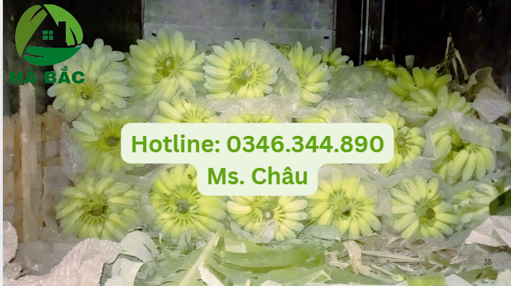 màng foam bọc chuối giá rẻ