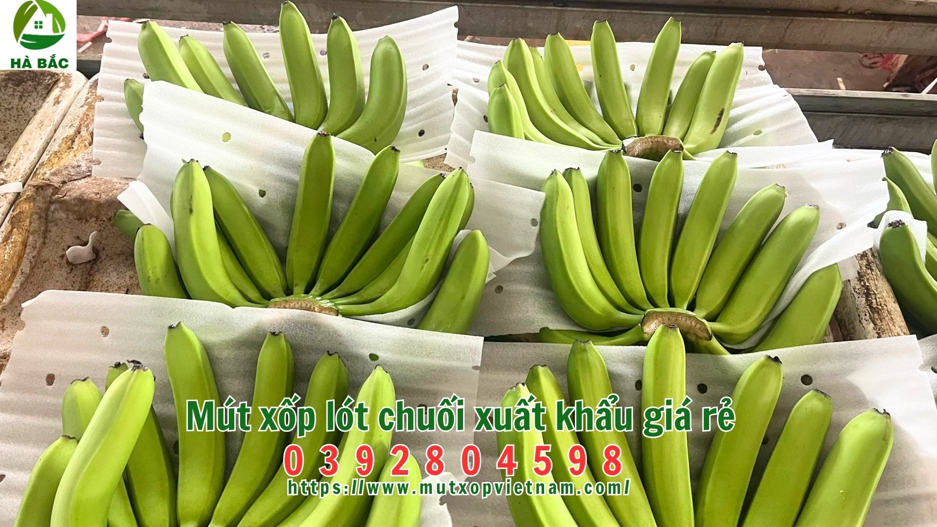 mut-xop-lot-chuoi-xuat-khau-gia-re mut-xop-lot-chuoi-xuat-khau-gia-re