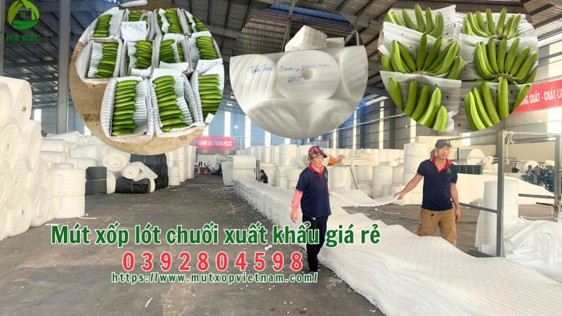 Mút xốp lót chuối xuất khẩu giá rẻ – công ty sản xuất mút xốp lót chuối xuất khẩu giá rẻ tại Tây Ninh