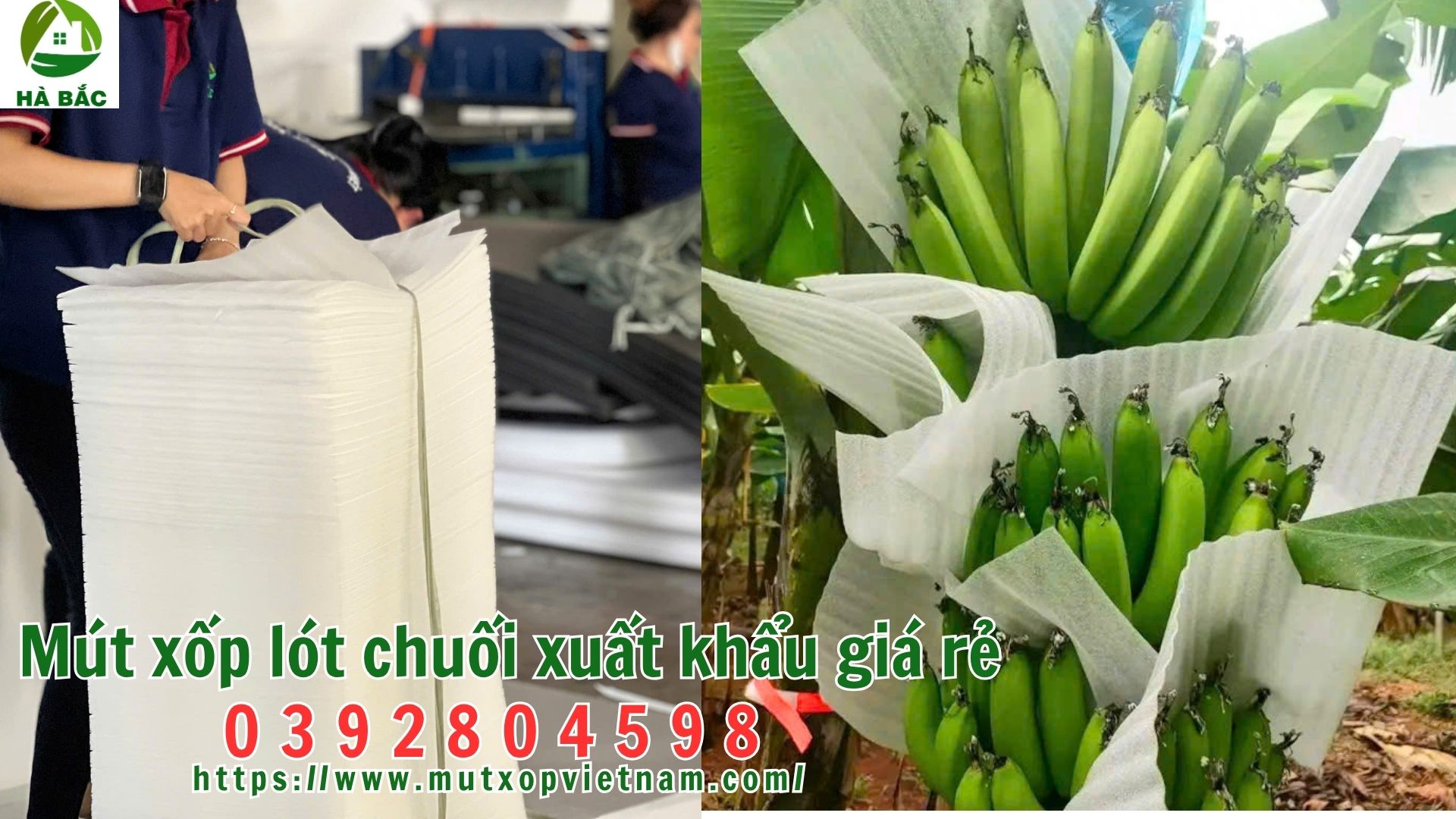 mut-xop-lot-chuoi-xuat-khau-gia-re